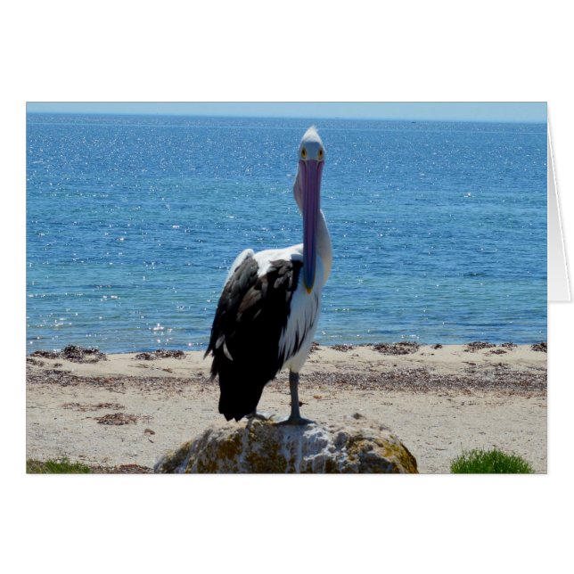 Pelican met de blik, (Voorkant Horizontaal)