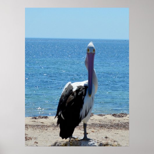 Pelican met de "look", Poster (Voorkant)
