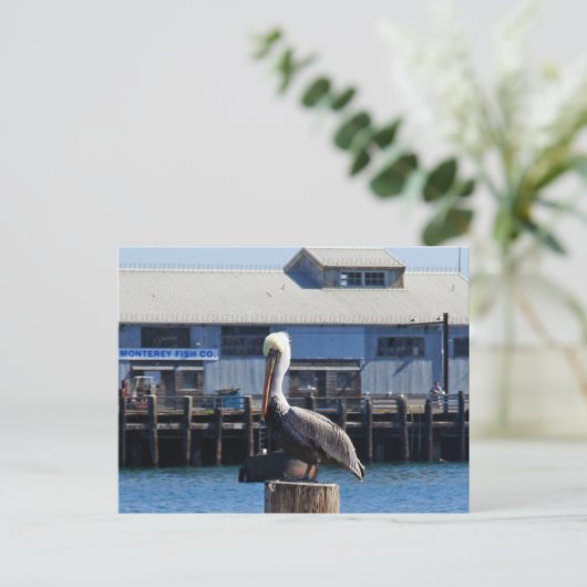 Pelican Monterey, Californië Briefkaart (Staand voorkant)