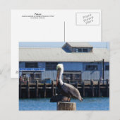 Pelican Monterey, Californië Briefkaart (Voorkant / Achterkant)
