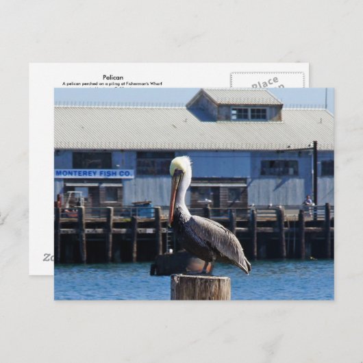 Pelican Monterey, Californië Briefkaart (Voorkant / Achterkant)