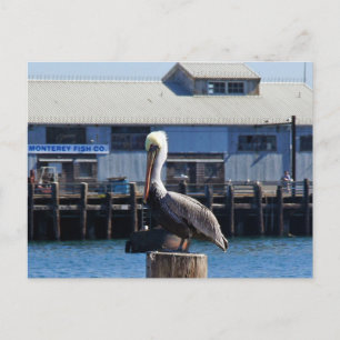 Pelican Monterey, Californië Briefkaart