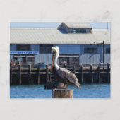 Pelican Monterey, Californië Briefkaart (Voorkant)