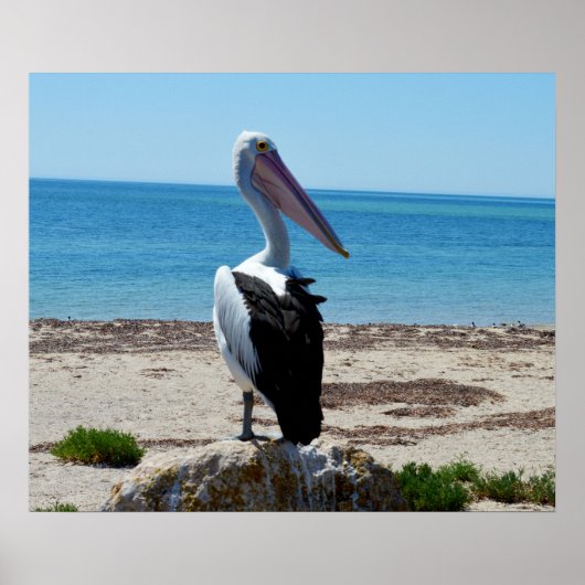 Pelican on Beach Rocks, Poster (Voorkant)
