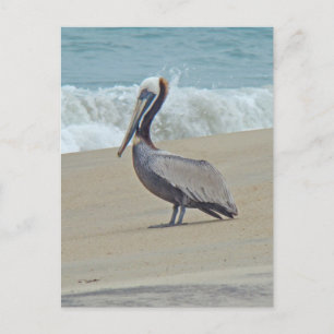 Pelican on Outer Banks OBX NC Briefkaart