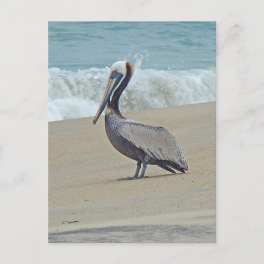 Pelican on Outer Banks OBX NC Briefkaart (Voorkant)