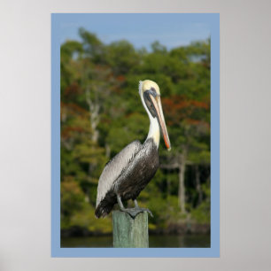 Pelican op blauw poster
