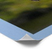 Pelican op blauw poster (Hoek)