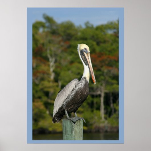 Pelican op blauw poster (Voorkant)