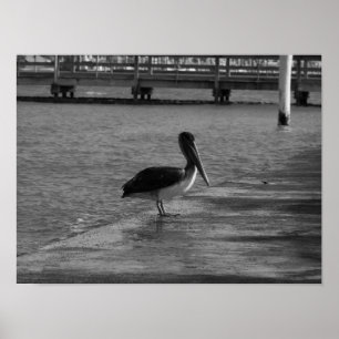 Pelican op Dock - Zwart-wit Poster