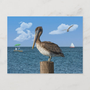 Pelican op een Briefkaart na