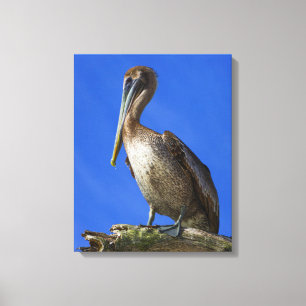 Pelican op een doek van een ledemaat canvas afdruk