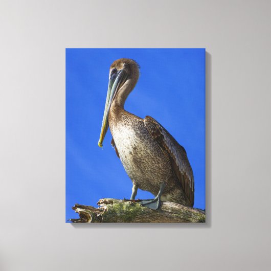 Pelican op een doek van een ledemaat canvas afdruk (Voorkant)