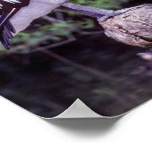 Pelican op een filiaal, Tasmania - Australië Poster (Hoek)