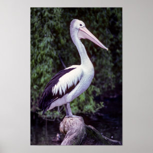 Pelican op een filiaal, Tasmania - Australië Poster