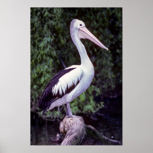 Pelican op een filiaal, Tasmania - Australië Poster