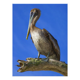 Pelican op een foto van een ledemaat foto afdruk