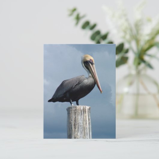 Pelican op een poil 1. briefkaart (Staand voorkant)