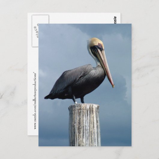 Pelican op een poil 1. briefkaart (Voorkant / Achterkant)