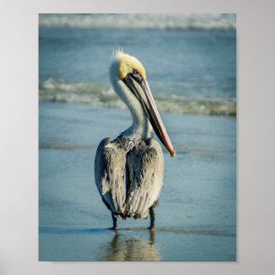 Pelican op een Poster uit Florida Beach