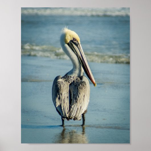 Pelican op een Poster uit Florida Beach (Voorkant)