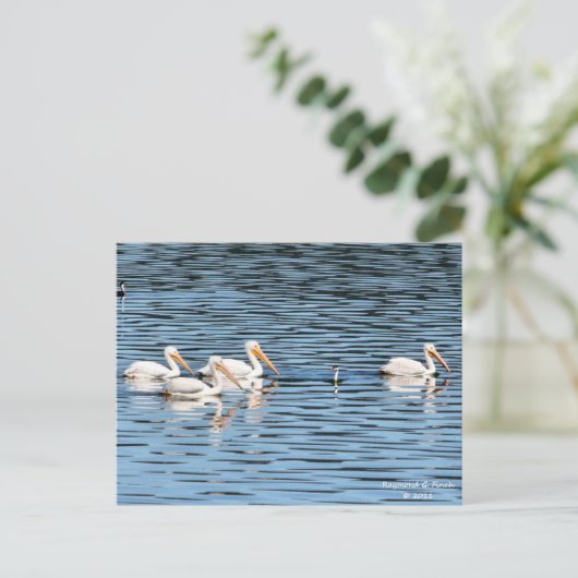 Pelican Parade - Briefkaart (Staand voorkant)