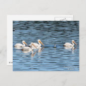 Pelican Parade - Briefkaart (Voorkant / Achterkant)