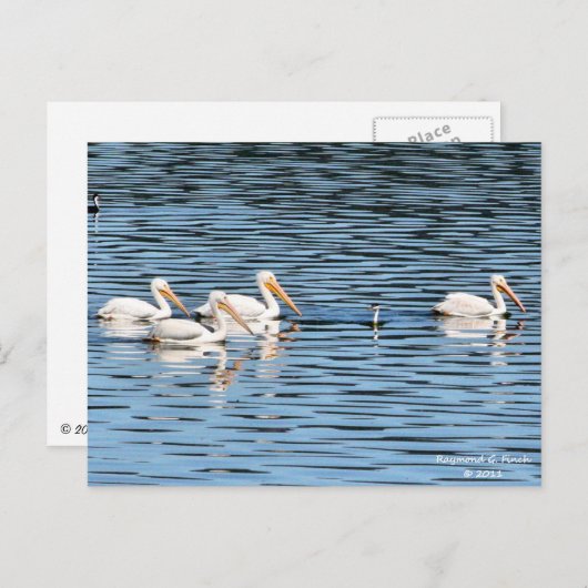 Pelican Parade - Briefkaart (Voorkant / Achterkant)