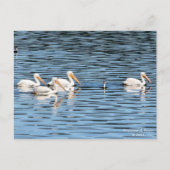 Pelican Parade - Briefkaart (Voorkant)