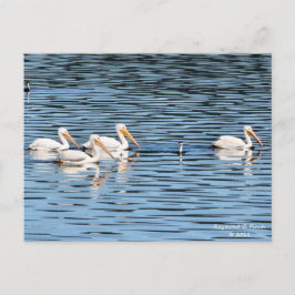 Pelican Parade - Briefkaart