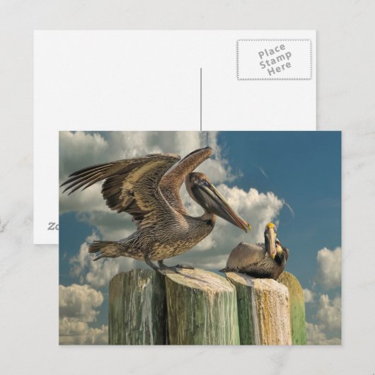 Pelican Parodies Florida Wildlife Briefkaart (Voorkant / Achterkant)