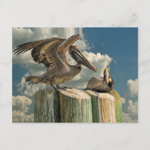 Pelican Parodies Florida Wildlife Briefkaart