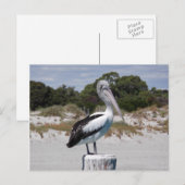 Pelican Permanent op Sandy Beach Briefkaart (Voorkant / Achterkant)