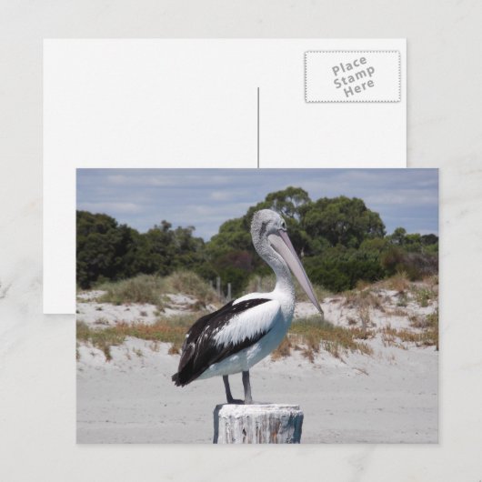 Pelican Permanent op Sandy Beach Briefkaart (Voorkant / Achterkant)