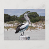 Pelican Permanent op Sandy Beach Briefkaart (Voorkant)