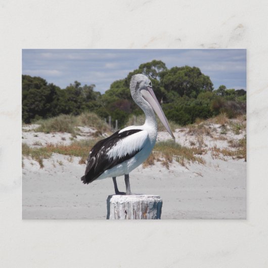 Pelican Permanent op Sandy Beach Briefkaart (Voorkant)
