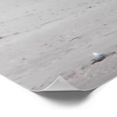 Pelican Permanent op Sandy Beach Poster (Hoek)