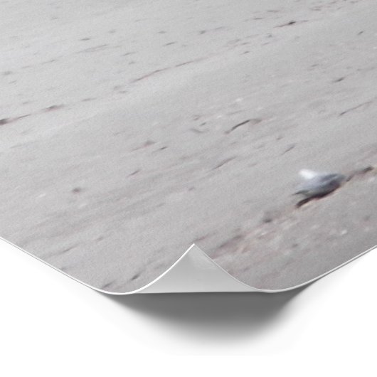 Pelican Permanent op Sandy Beach Poster (Hoek)