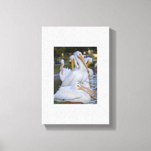Pelican Pile Art Canvas Afdruk (Voorkant)