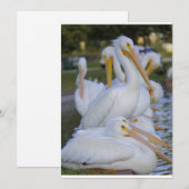 Pelican Pile Vakantie Kaart (Voorkant / Achterkant)