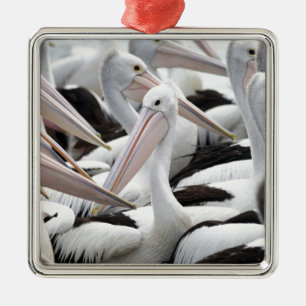 Pelican Pod Metalen Ornament