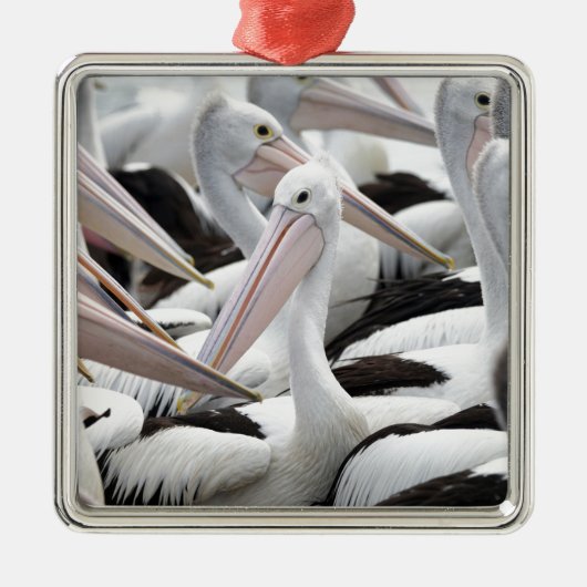 Pelican Pod Metalen Ornament (Voorkant)