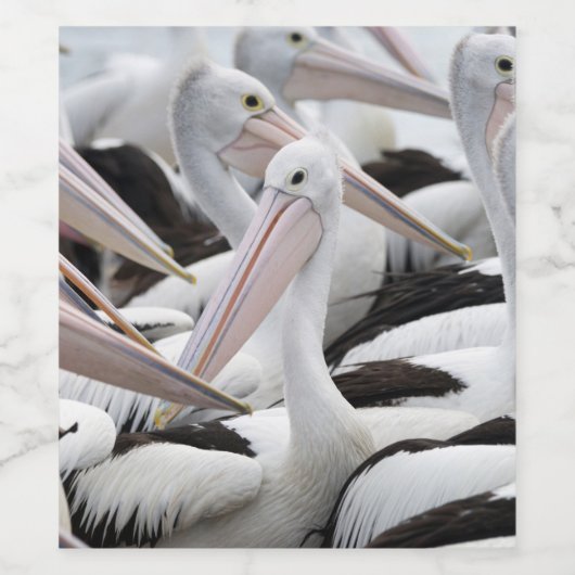 Pelican Pod Wijn Etiket (Enkel label)