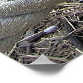 Pelican Portrait Poster (Hoek)