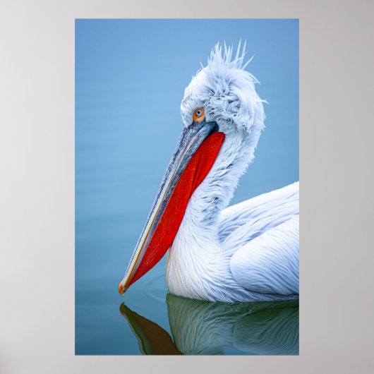 PELICAN PORTRAIT POSTER (Voorkant)