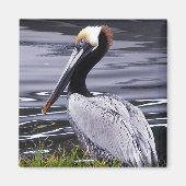 Pelican Poser Magneet (Voorkant)