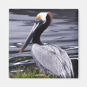 Pelican Poser Magneet