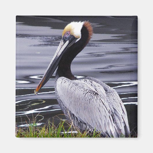 Pelican Poser Magneet (Voorkant)