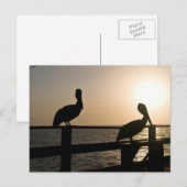 Pelican Post Card Briefkaart (Voorkant / Achterkant)