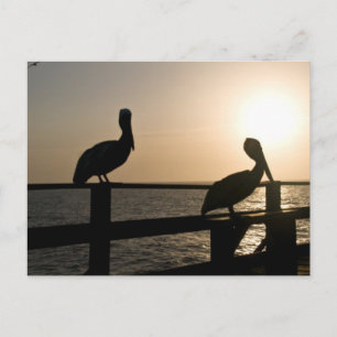 Pelican Post Card Briefkaart